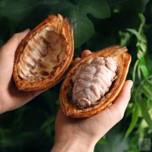 2026.február 13. 19 óra  Afrodiziákumok és csokoládé Valentin-nap!